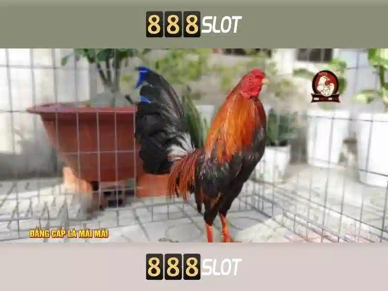 💎sin88 mới💎 - giới thiệu nhà cái sin88 - sin88 org